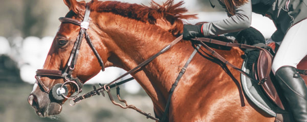 Matériel d'équitation professionnel en ligne