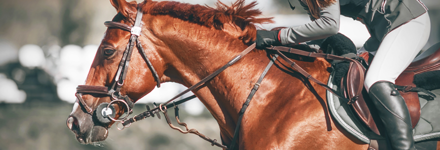 Matériel d'équitation professionnel en ligne