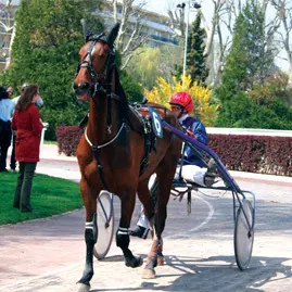 LE-HARNAIS-D’ATTELAGE-DE-CHEVAL